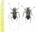 Cerambycidae sp., pair  Indonesia, Kalimantan - INSECTS-STORE.RU