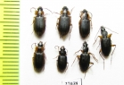 Carabidae sp.  South Africa Rep. - INSECTS-STORE.RU