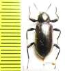 Tenebrionidae sp.  Malaysia - INSECTS-STORE.RU