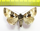 Noctuidae sp.  Russia, Far East - INSECTS-STORE.RU