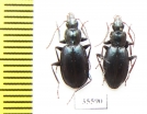 Carabidae sp.  Mexico - INSECTS-STORE.RU