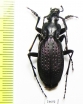 Carabus (Archiplectes) apollo tenebricosus  Abkhazia - INSECTS-STORE.RU