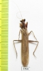 Mantodea sp.  Iran, Hormozgan prov. - INSECTS-STORE.RU