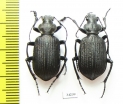 Calosoma sp., pair  Ethiopia - INSECTS-STORE.RU