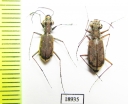 Cicindelinae sp., pair  Senegal - INSECTS-STORE.RU