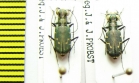 Cylindera sp.  Nepal - INSECTS-STORE.RU
