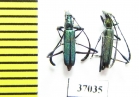 Cerambycidae sp.  South Africa Rep. - INSECTS-STORE.RU