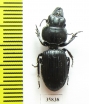 Carabidae sp.  Tanzania - INSECTS-STORE.RU