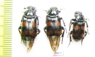 Nicrophorus investigator  Russia, Tver reg. - INSECTS-STORE.RU
