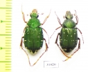 Tibiotrichius vietnamensis, pair  Laos - INSECTS-STORE.RU