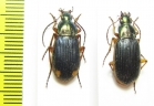 Carabidae sp.  South Africa Rep. - INSECTS-STORE.RU