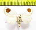 Noctuidae sp.  Russia, Far East - INSECTS-STORE.RU
