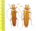 Cerambycidae sp., pair  Mexico - INSECTS-STORE.RU