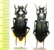 Carabus sp., pair  Russia, Far East - INSECTS-STORE.RU