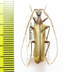 Vesperus conicicollis  Spain - INSECTS-STORE.RU