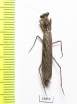 Mantodea sp.  Iran, Hormozgan prov. - INSECTS-STORE.RU