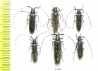 Agapanthia villosoviridescens  Russia, Tver reg. - INSECTS-STORE.RU