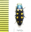 Buprestis octoguttata  Ukraina - INSECTS-STORE.RU