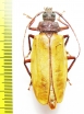 Agrionome spinicollis  Australia 58mm - INSECTS-STORE.RU
