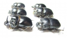 Copris lunaris, pair  Russia, Ingushetia reg. - INSECTS-STORE.RU