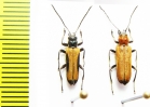 Anogcodes melanurus, pair  Ukraina - INSECTS-STORE.RU