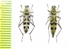 Chlorophorus arciferus, C.quatuordecimmaculatus  Thailand - INSECTS-STORE.RU