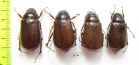 Melolonthinae sp.  Nepal - INSECTS-STORE.RU