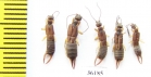 Dermaptera sp.  Thailand - INSECTS-STORE.RU