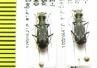 Cylindera sp., pair  Nepal - INSECTS-STORE.RU