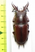 Prosopocoilus sp.  Thailand - INSECTS-STORE.RU