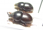 Hybalus maroccanus, pair  Morocco - INSECTS-STORE.RU
