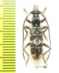 Cerambycidae sp.  Malaysia, Borneo - INSECTS-STORE.RU