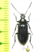 Tenebrionidae sp.  Morocco - INSECTS-STORE.RU