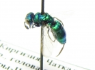 Chrysididae sp.  Kirgizstan - INSECTS-STORE.RU