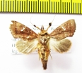 Noctuidae sp.  Indonesia, Sumatra - INSECTS-STORE.RU