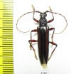 Cerambycidae sp.  Ecuador - INSECTS-STORE.RU