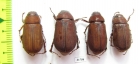 Melolonthinae sp.  Nepal - INSECTS-STORE.RU