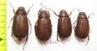 Melolonthinae sp.  Nepal - INSECTS-STORE.RU