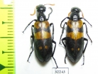 Meloidae sp.  South Africa Rep. - INSECTS-STORE.RU