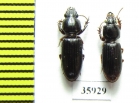 Carabidae sp.  Tanzania - INSECTS-STORE.RU