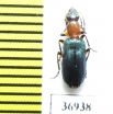 Carabidae sp.  South Africa Rep. - INSECTS-STORE.RU