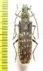 Cerambycidae sp.  Malaysia, Borneo - INSECTS-STORE.RU