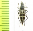 Chlorophorus proannulatus  Thailand - INSECTS-STORE.RU