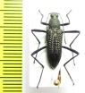 Tenebrionidae sp.  Vietnam - INSECTS-STORE.RU