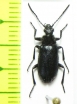 Tenebrionidae sp.  Morocco - INSECTS-STORE.RU