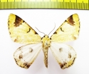 Geometridae sp.  Nepal - INSECTS-STORE.RU