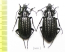 Carabus (Limnocarabus) clathratus, pair  Russia, Astrakhan reg. - INSECTS-STORE.RU