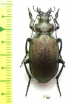 Calosoma sp.  Bolivia - INSECTS-STORE.RU