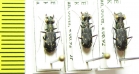 Cylindera viridilabris  Nepal - INSECTS-STORE.RU