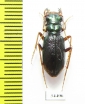 Tetracha sp.  Brasilia - INSECTS-STORE.RU